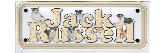 Jack Russell - mixed